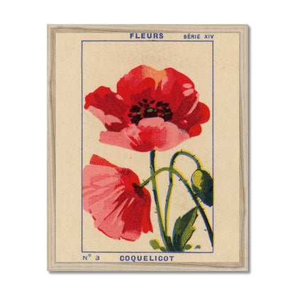 Coquelicot Poppy - A3 Giclee Print