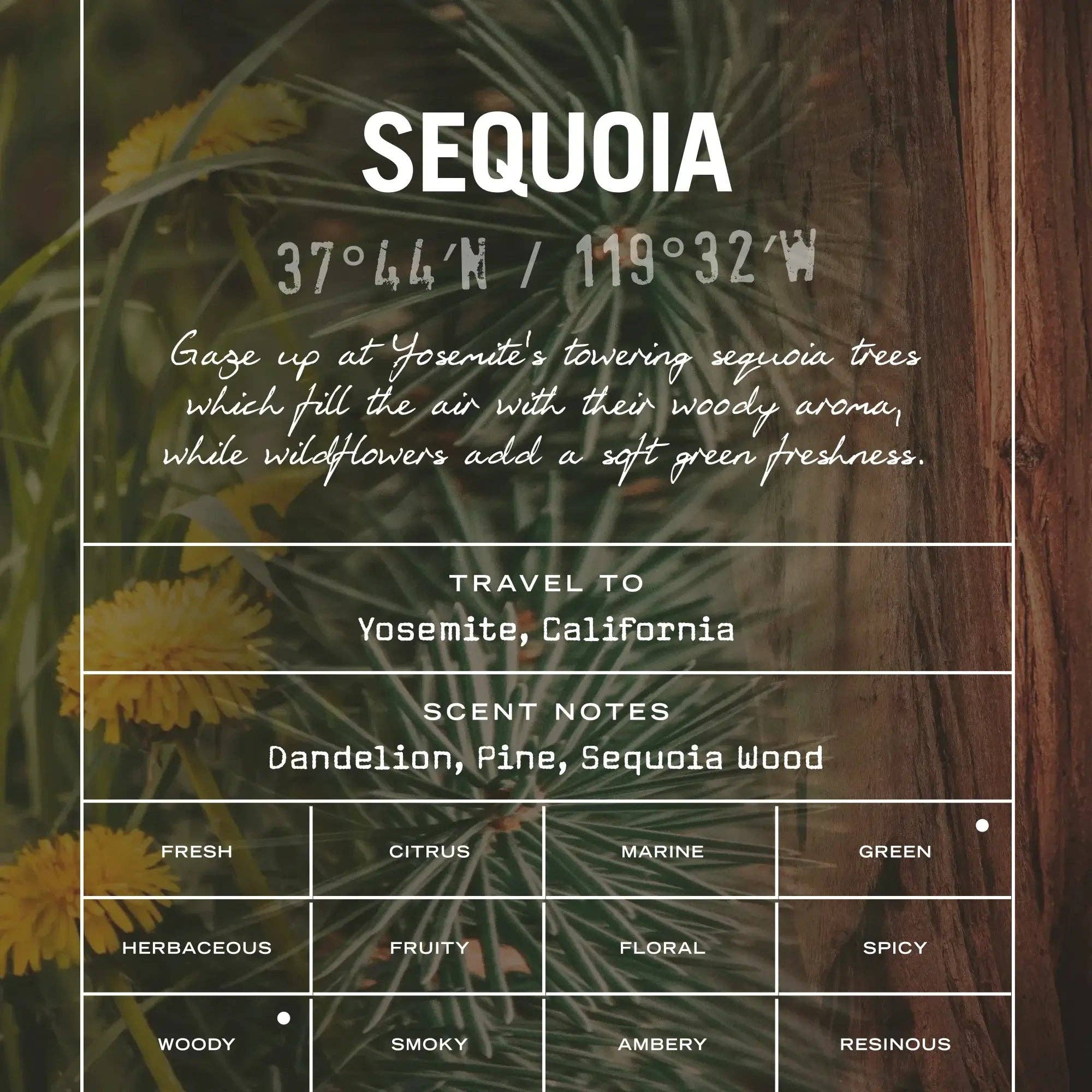 Sequoia Scented Candle