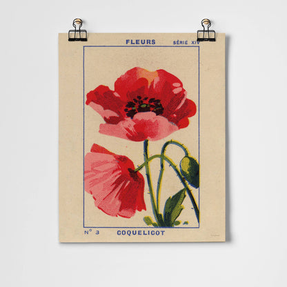 Coquelicot - Poppy Fine Art Print