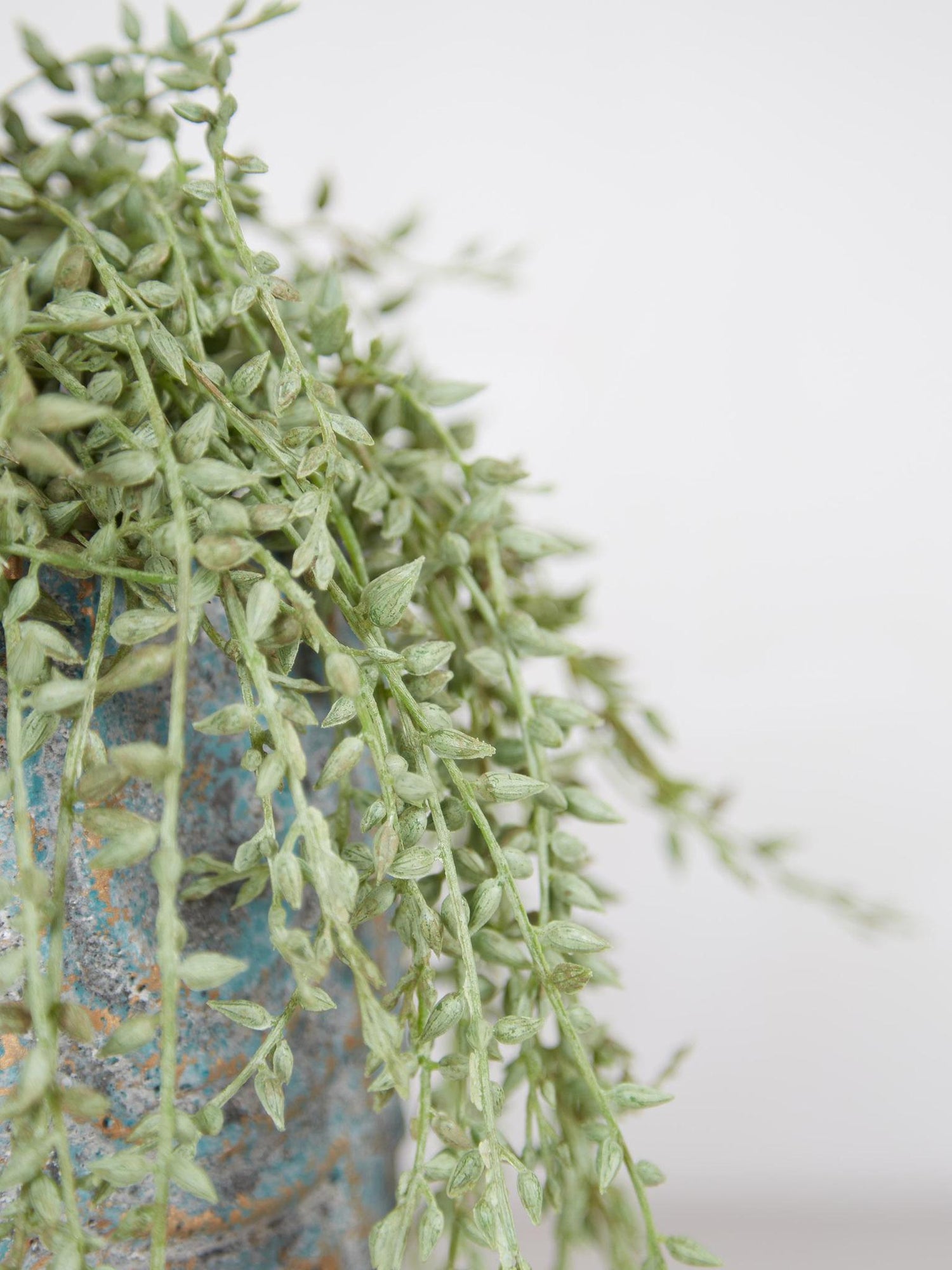 Senecio Radican in Grey Pot