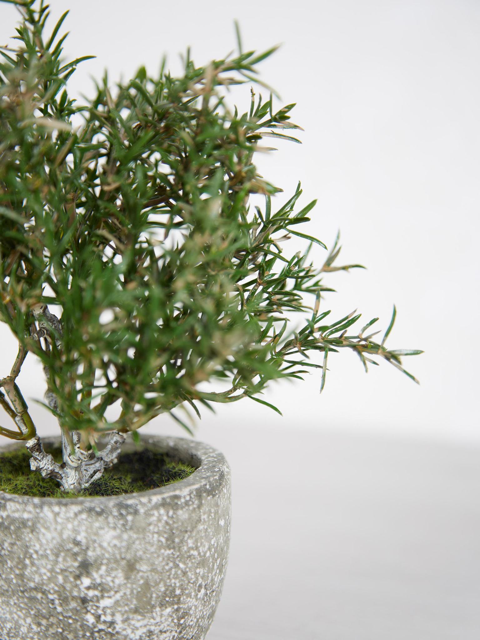 Faux Rosemary Bush in Clay Pot