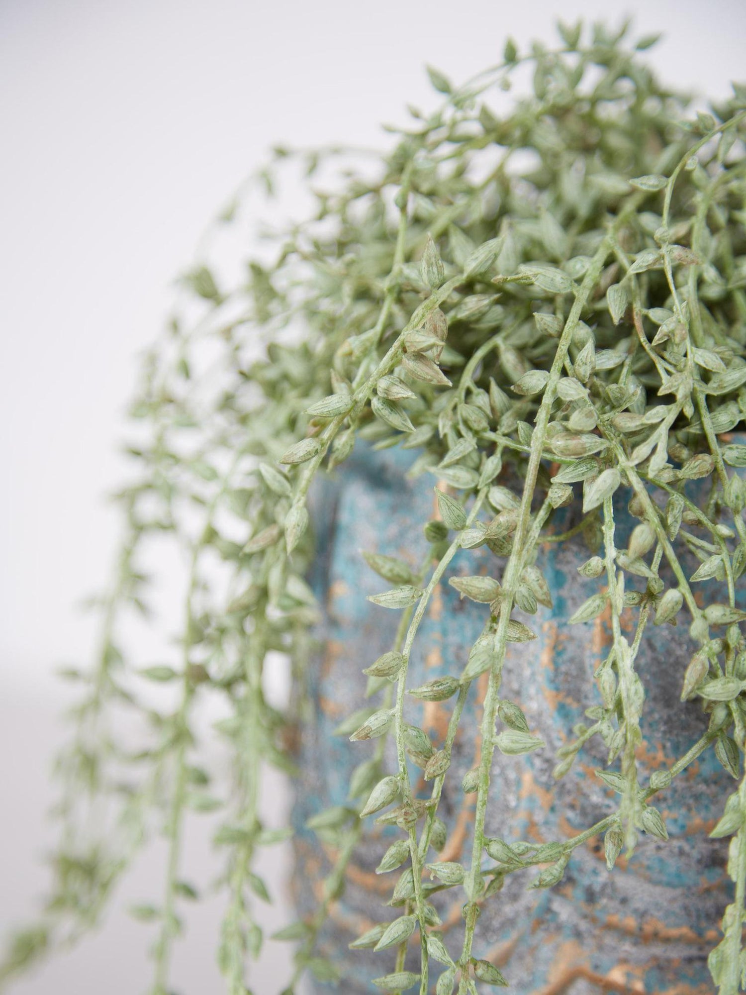 Senecio Radican in Grey Pot