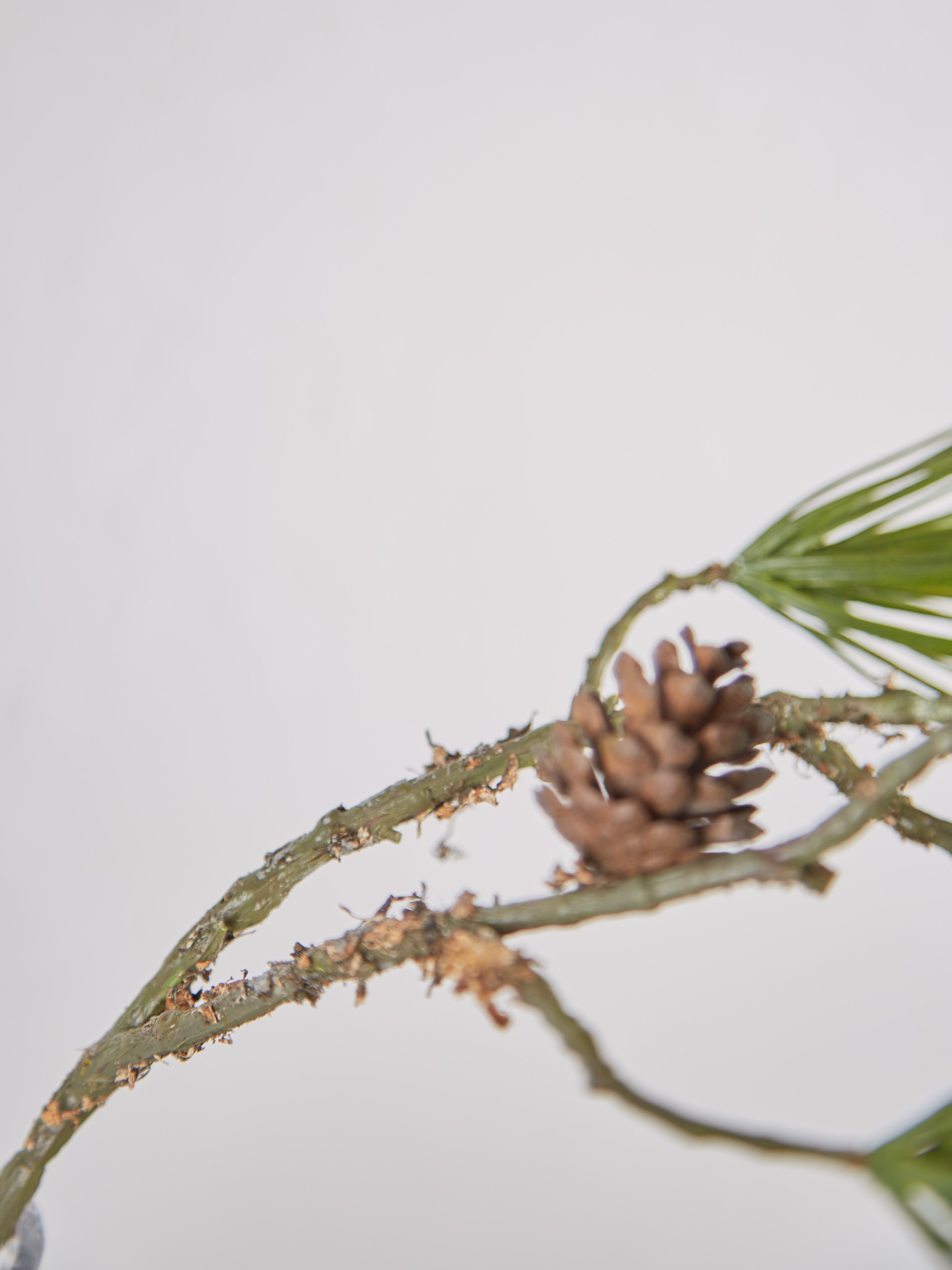 Faux Scots Pine With Pinecones