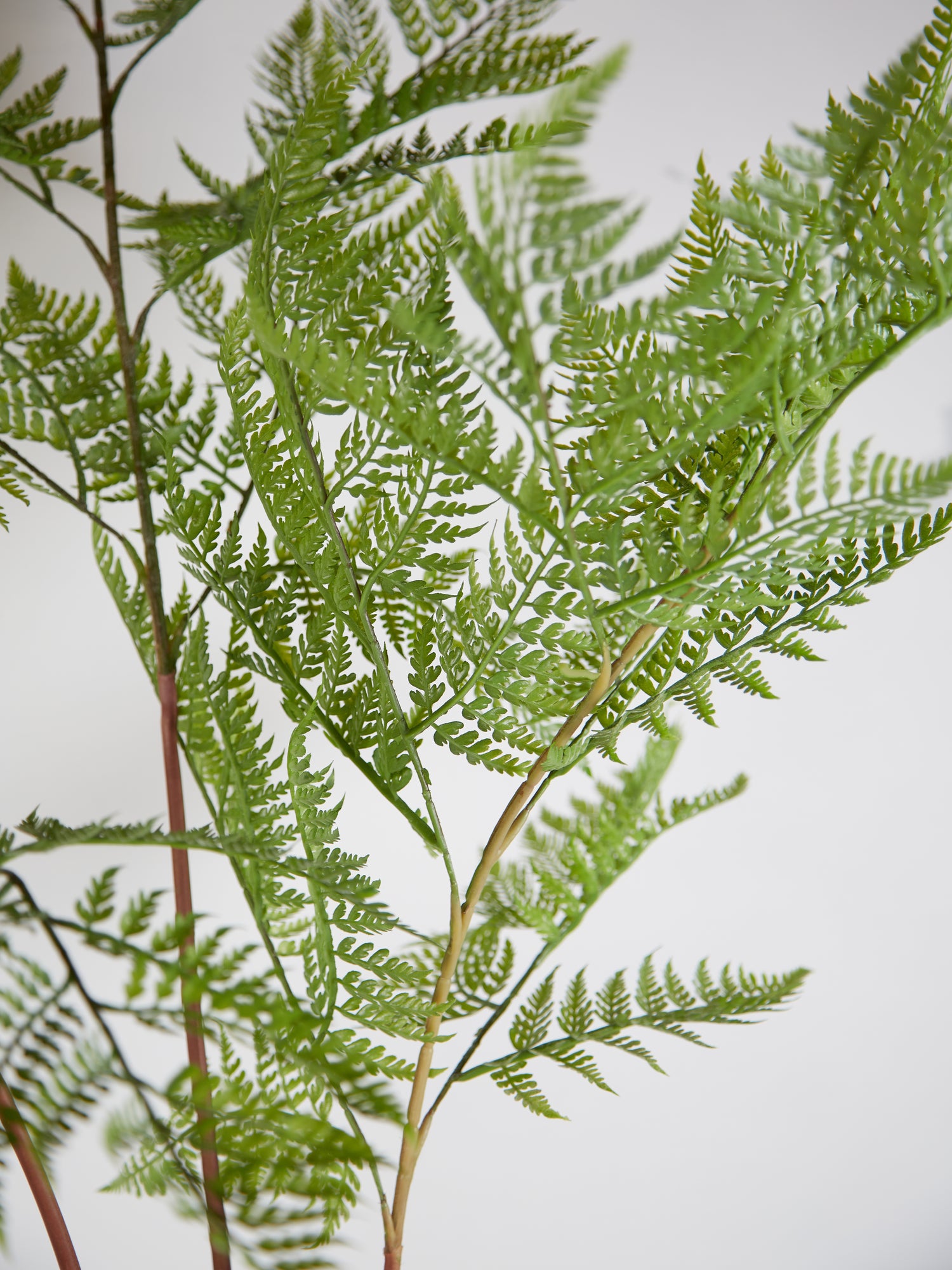 Faux Sword Fern in Pot