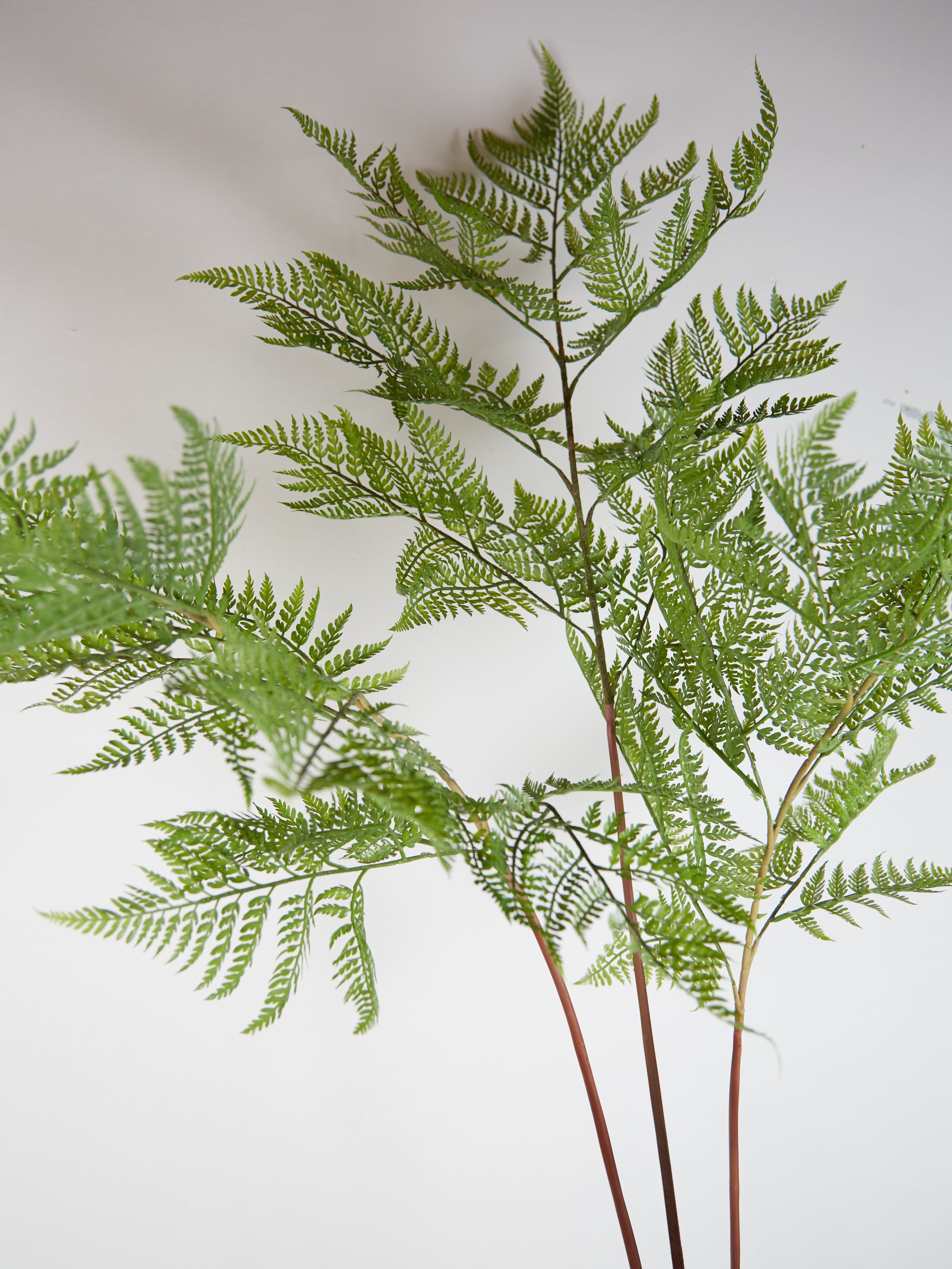 Faux Sword Fern in Pot