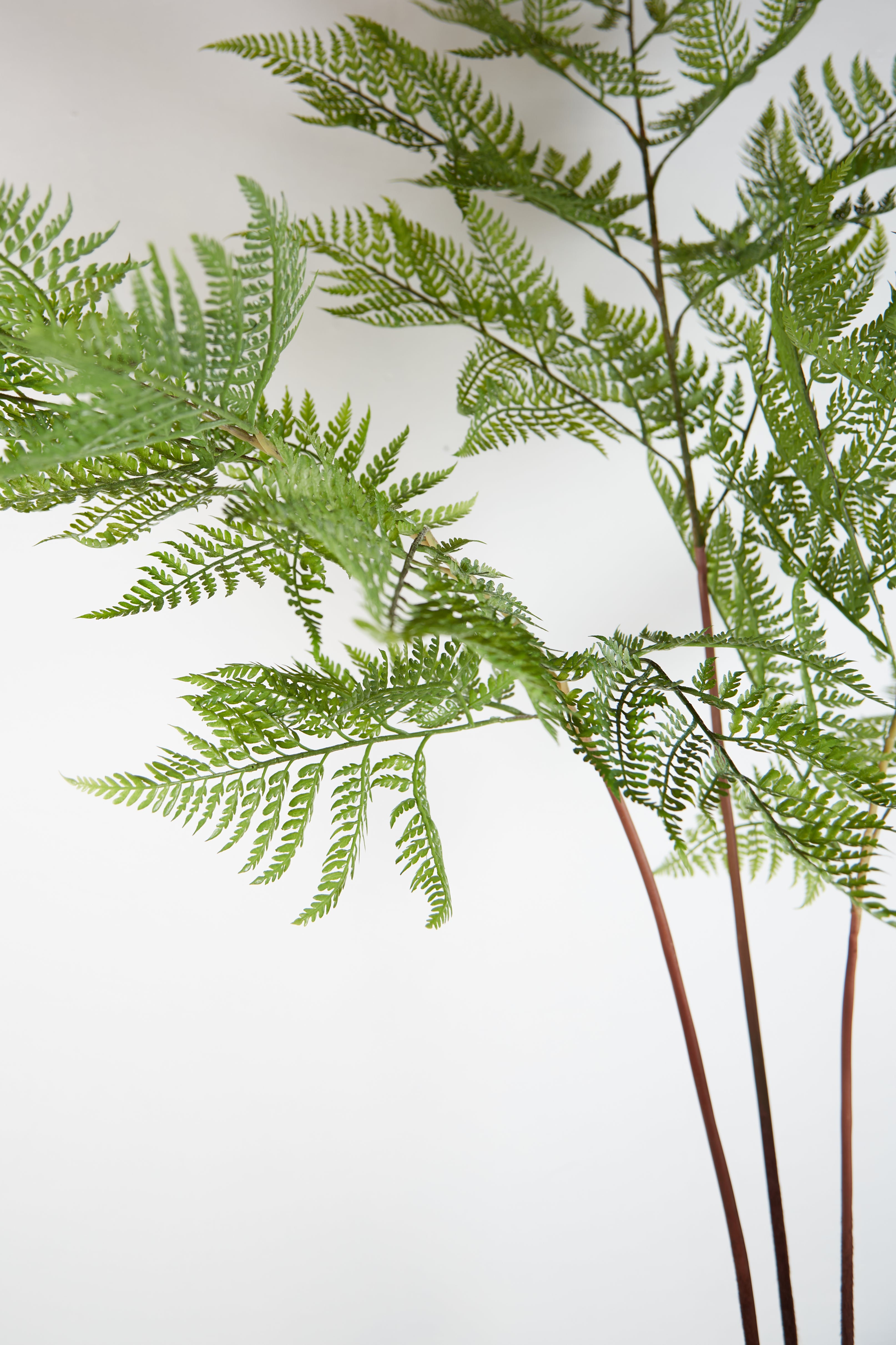 Faux Sword Fern in Pot