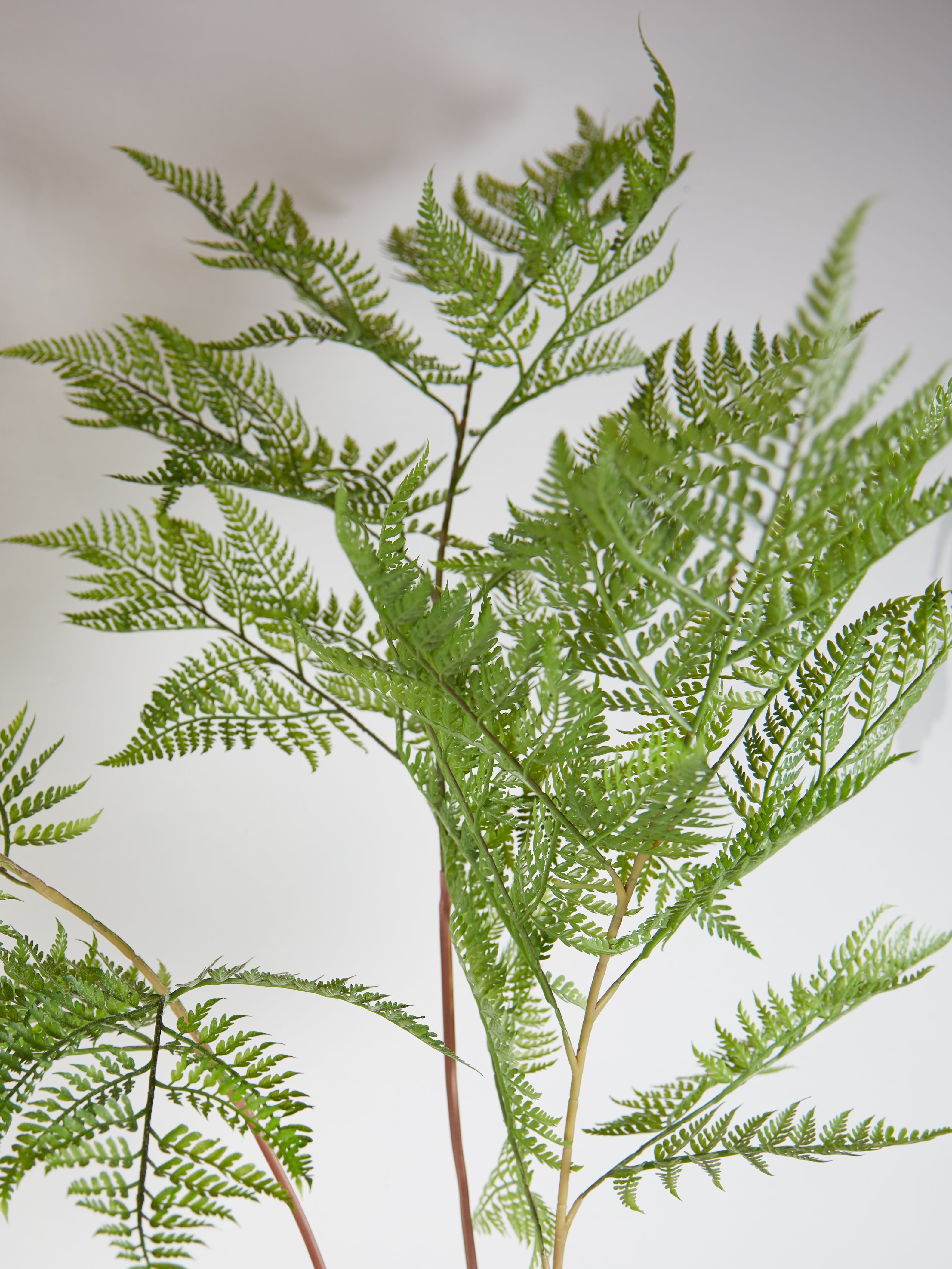 Faux Sword Fern in Pot