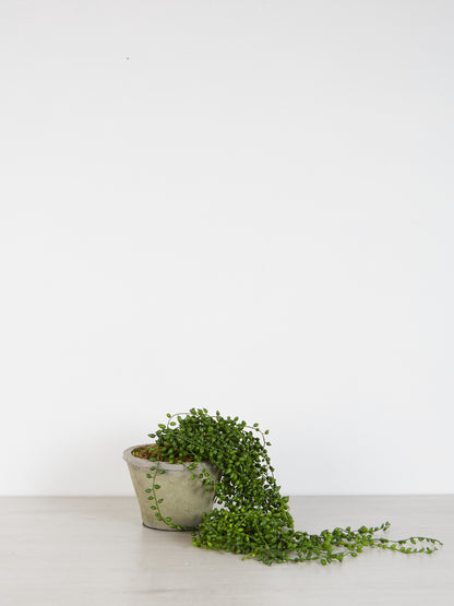 Faux String of Pearl in Cement Pot