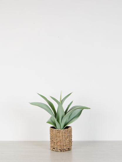 Faux Agave Plant in rattan pot