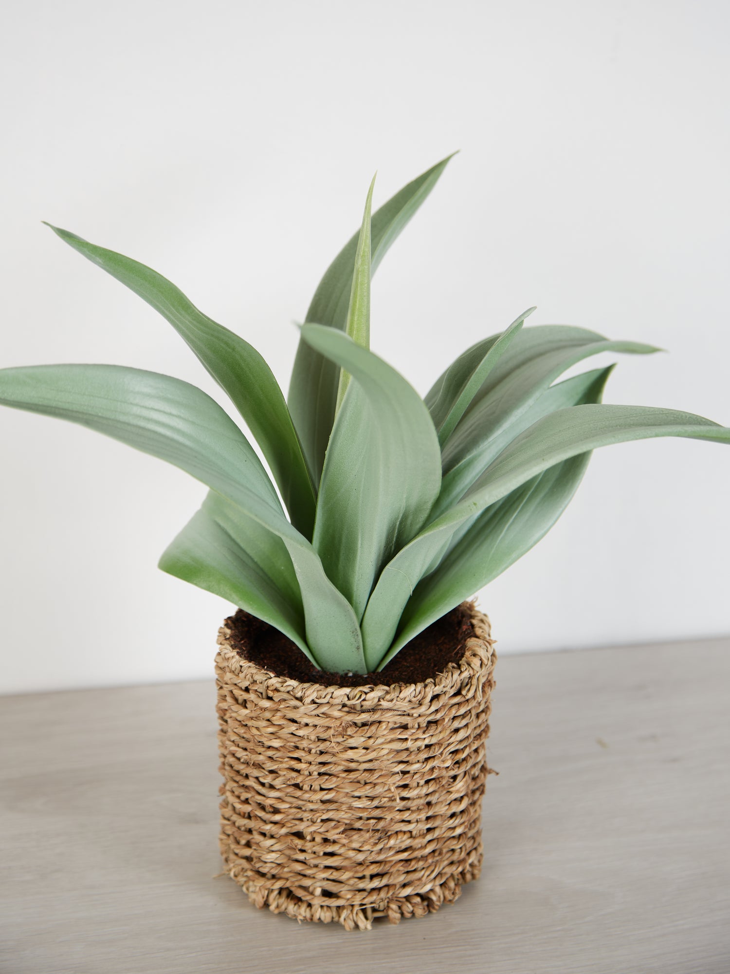 Faux Agave Plant in rattan pot