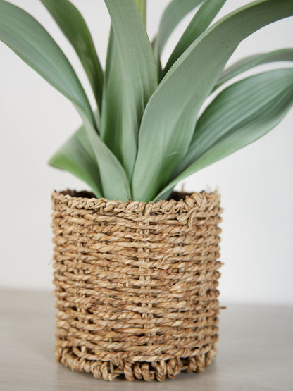 Faux Agave Plant in rattan pot