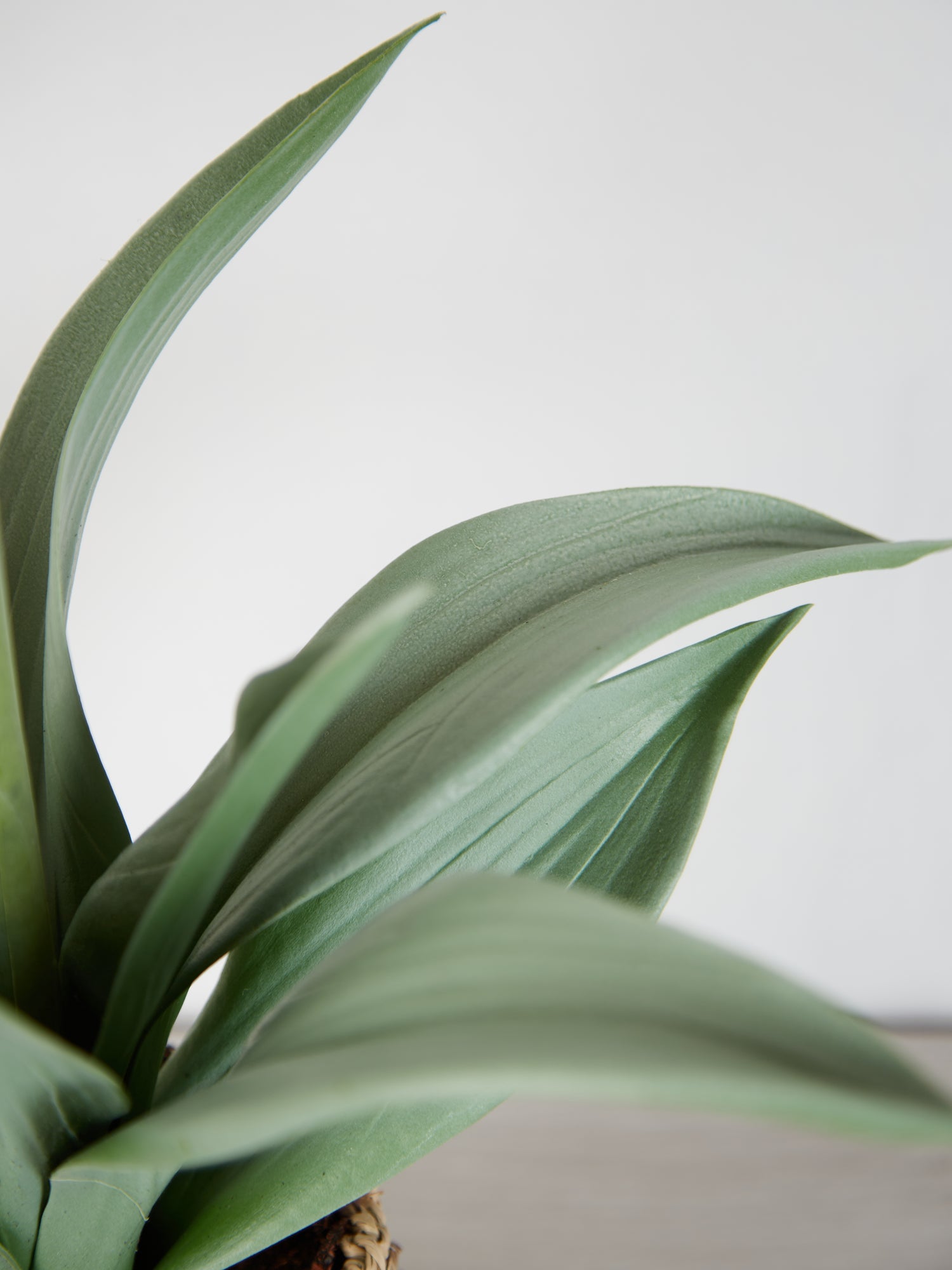 Faux Agave Plant in rattan pot