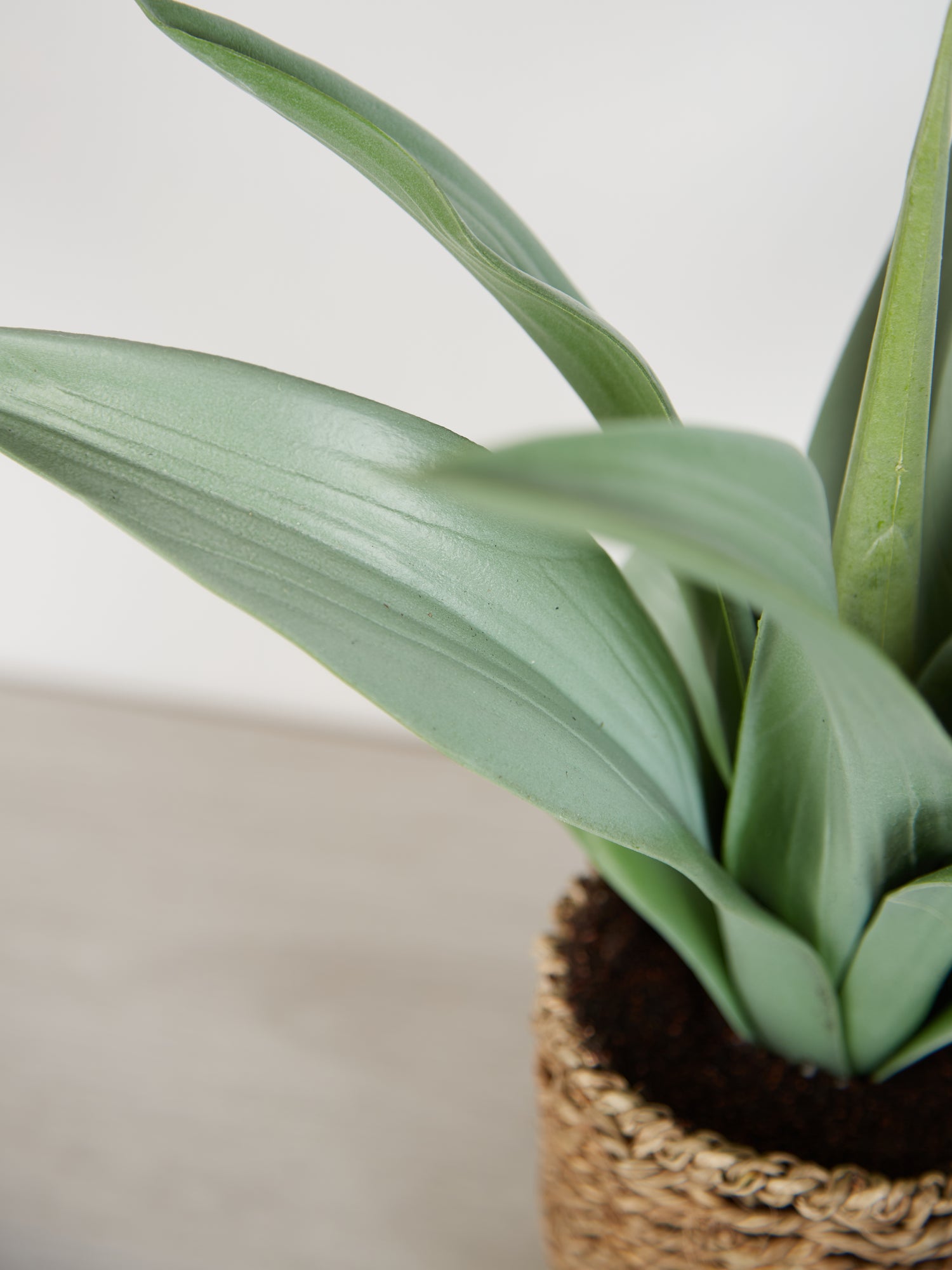 Faux Agave Plant in rattan pot