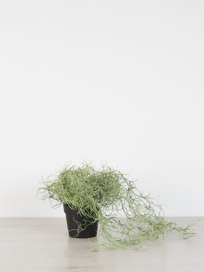 Faux Spanish Moss in Pot