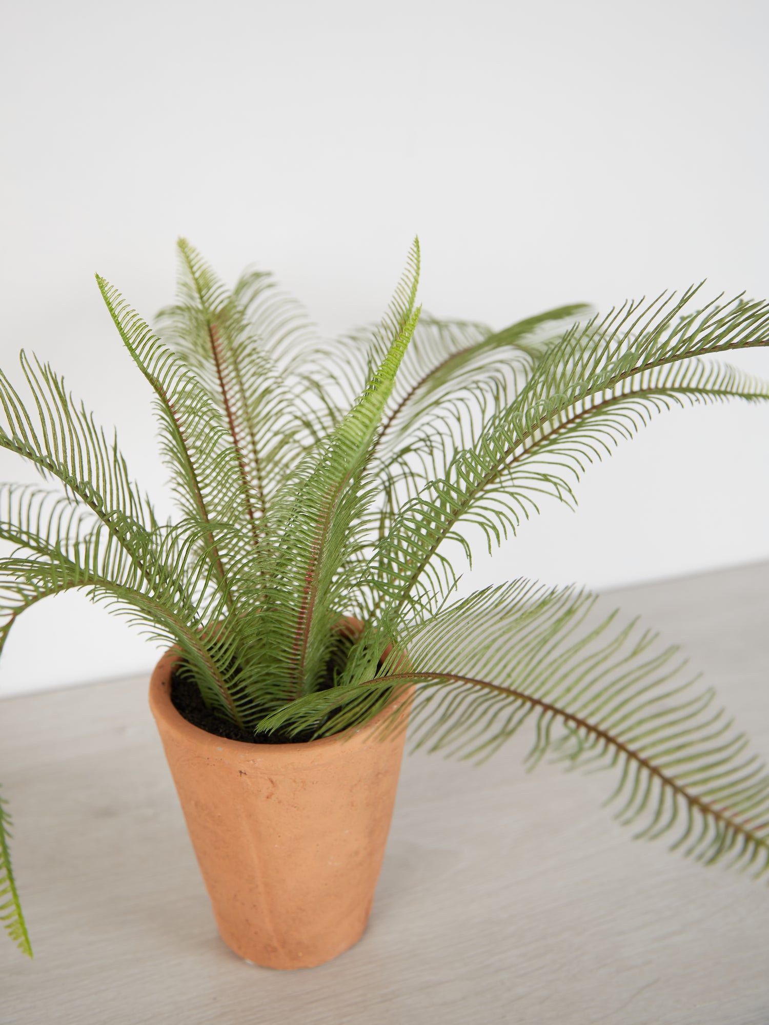 Faux Java Fern in Terracotta Pot