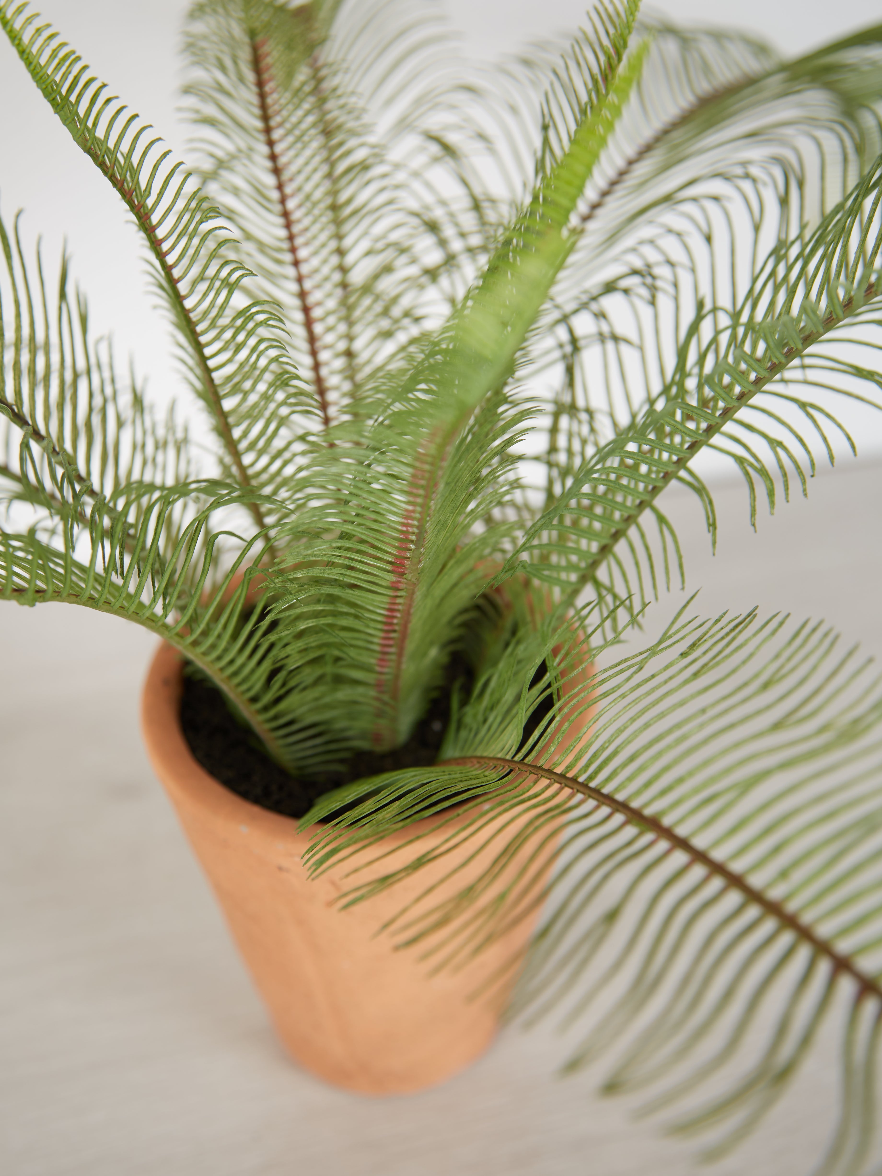 Faux Java Fern in Terracotta Pot