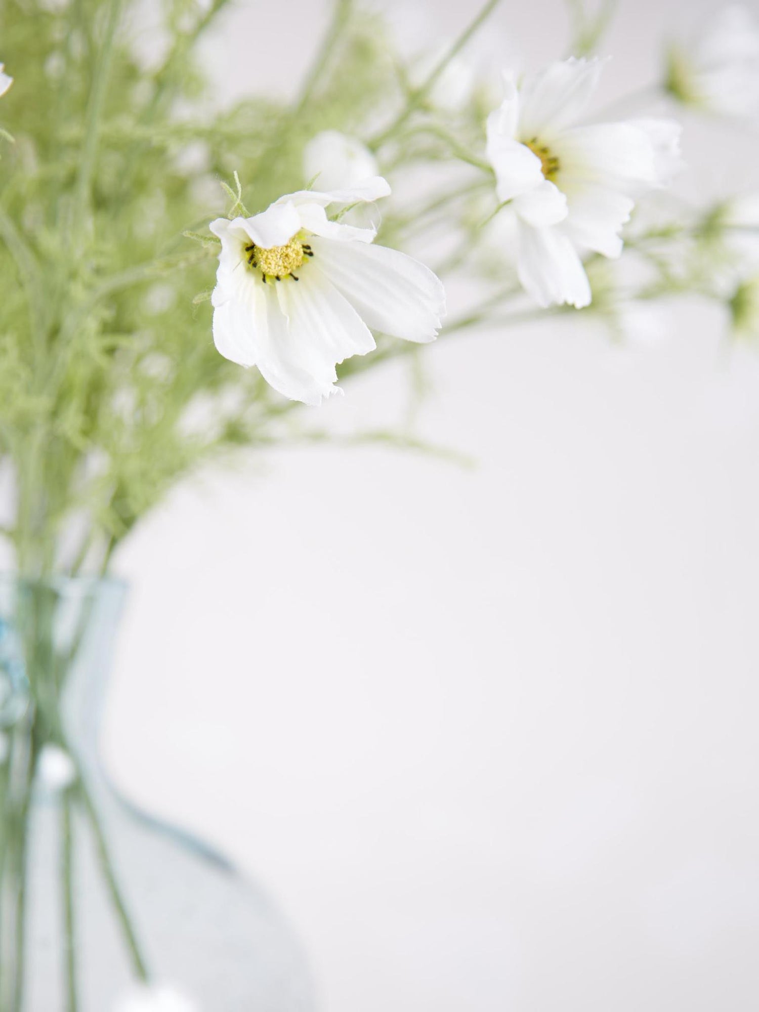 White cosmos spray