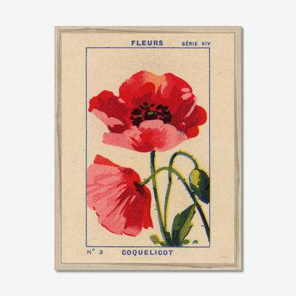 Coquelicot - Poppy Fine Art Print