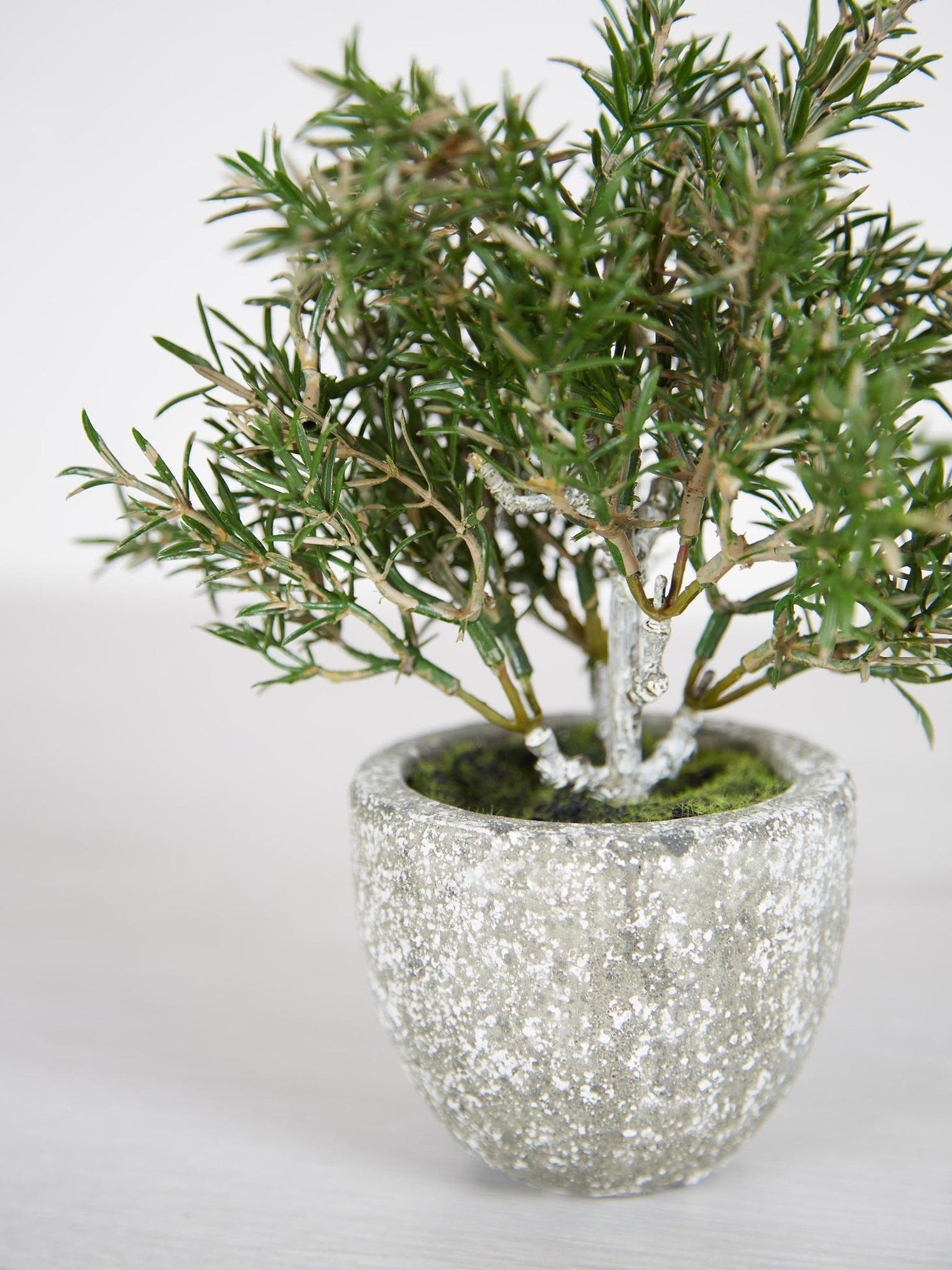 Faux Rosemary Bush in Clay Pot