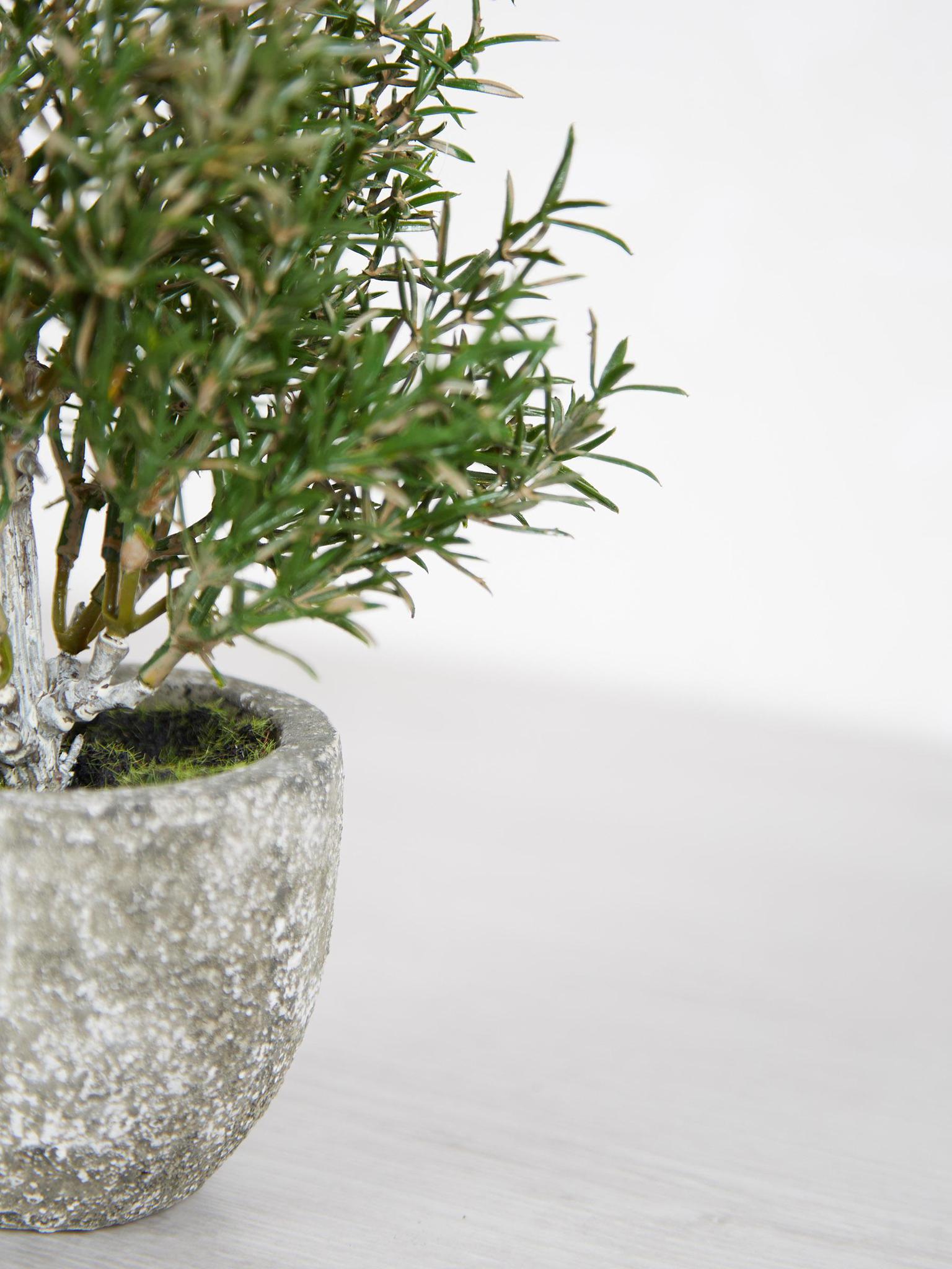 Faux Rosemary Bush in Clay Pot