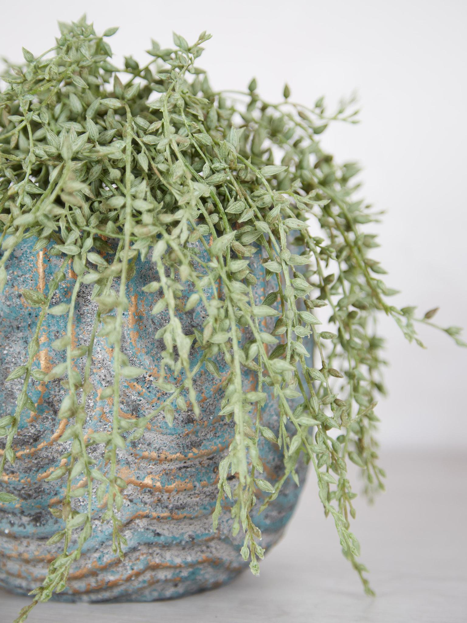 Senecio Radican in Grey Pot