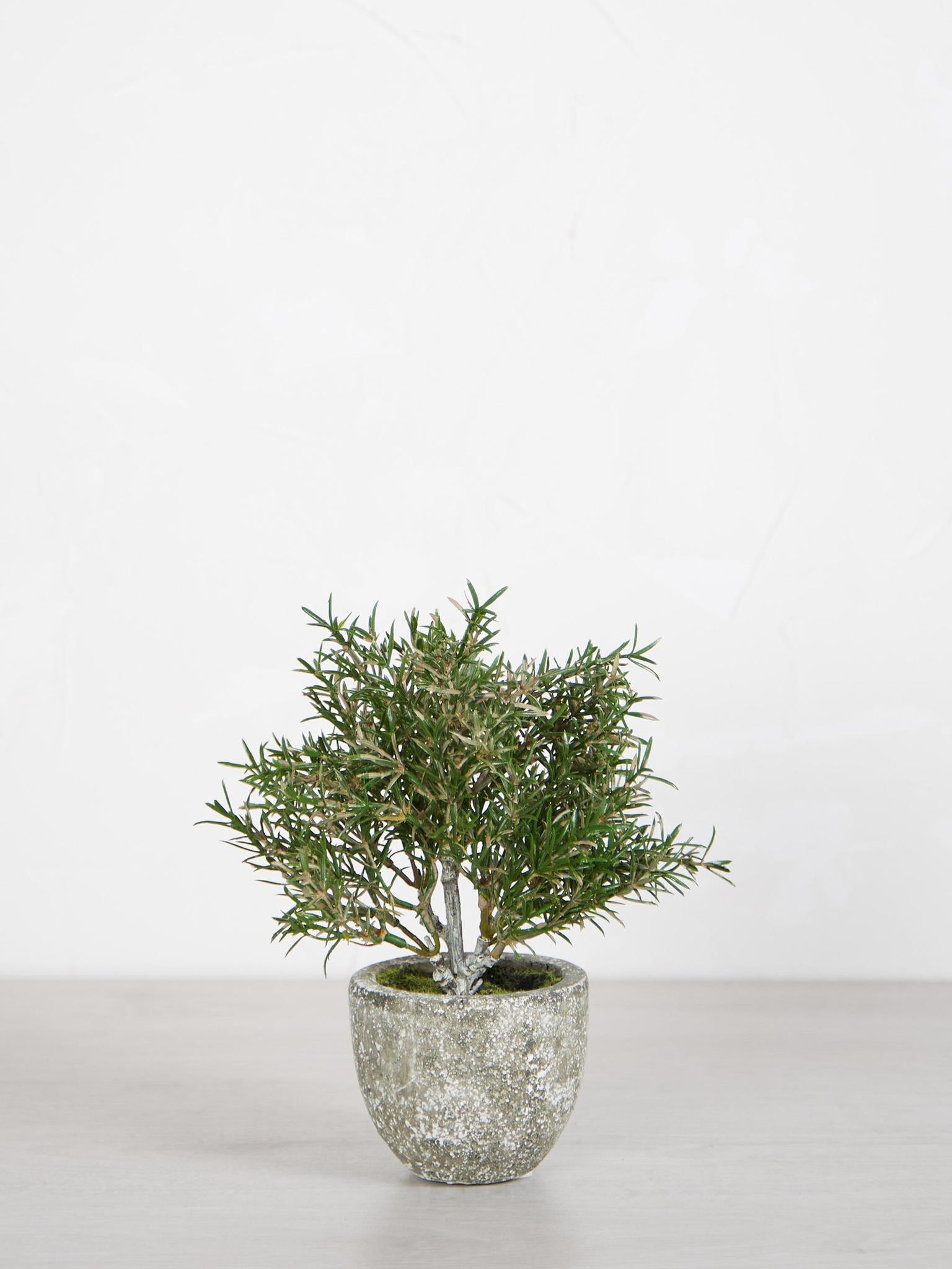 Faux Rosemary Bush in Clay Pot