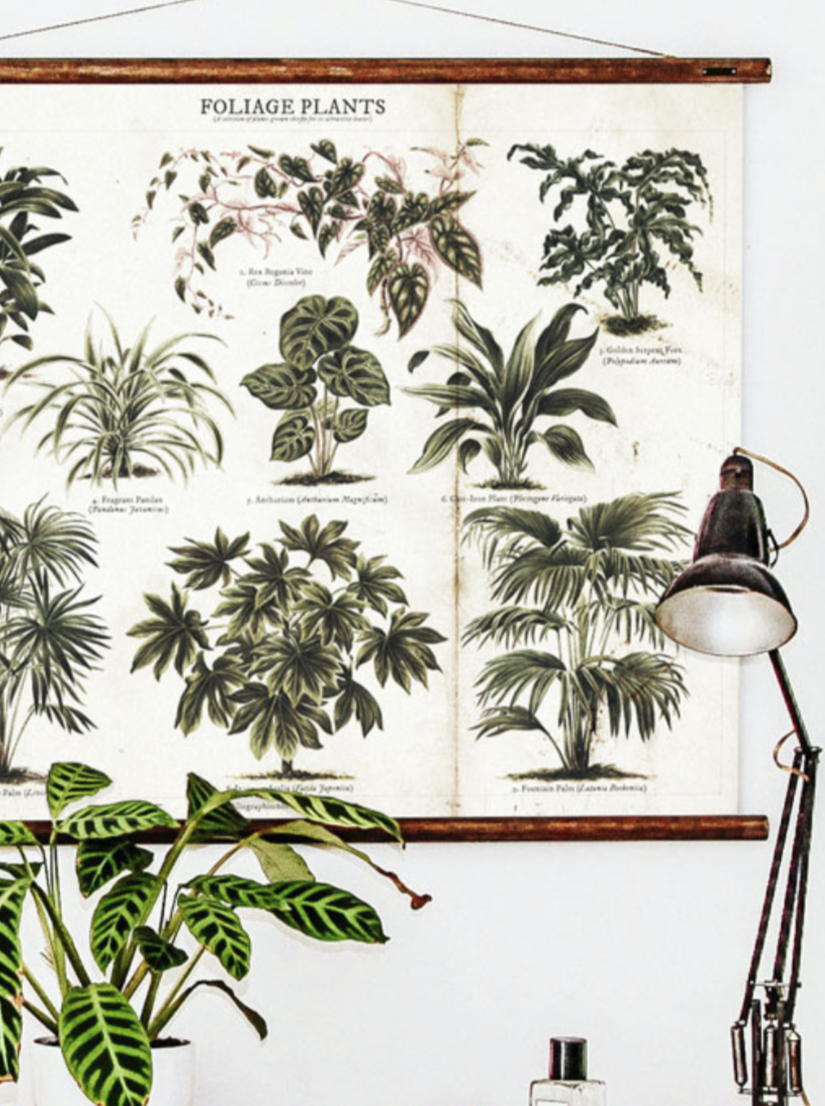 Wall Hanging Foliage Plant Chart