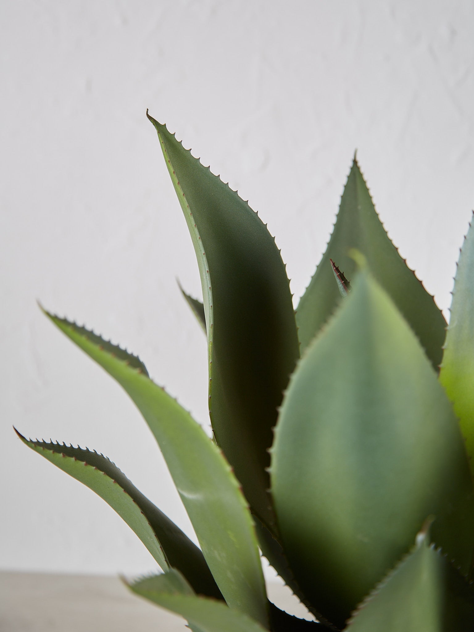 Faux Green Aloe Vera Plant in Clay Style Pot