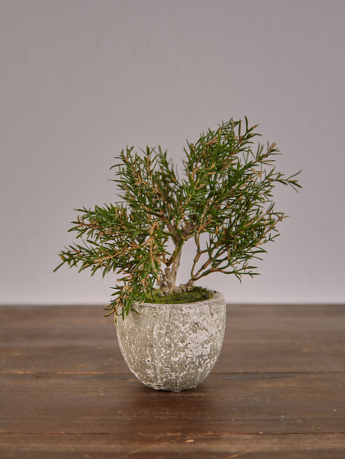 Faux Rosemary Bush in Clay Pot