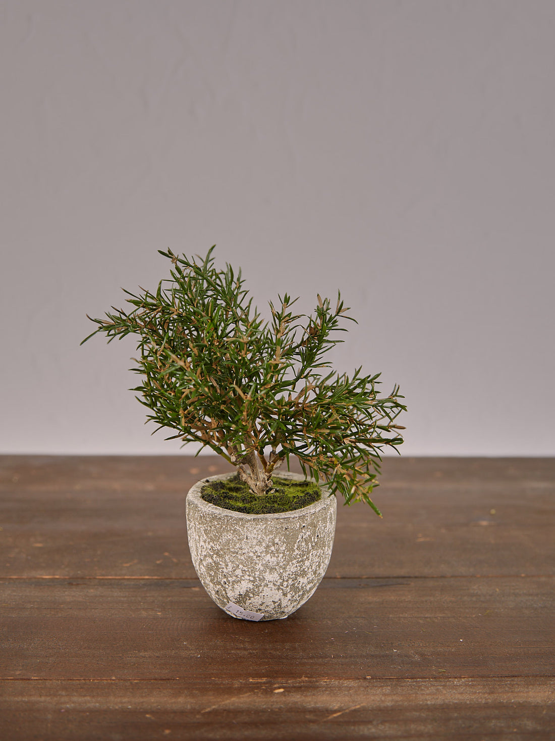 Faux Rosemary Bush in Clay Pot