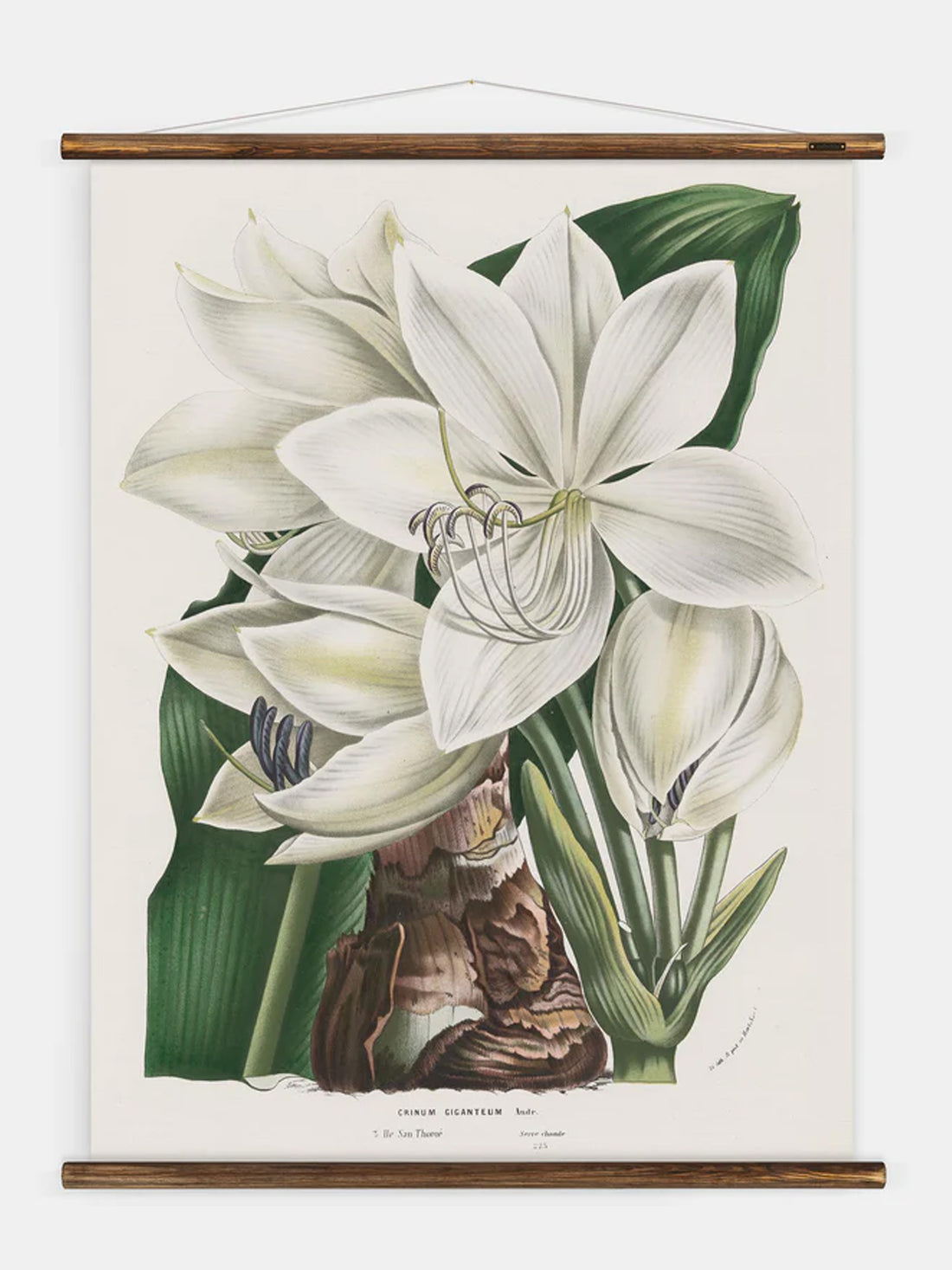 Wall Hanging Crinum Giganteum