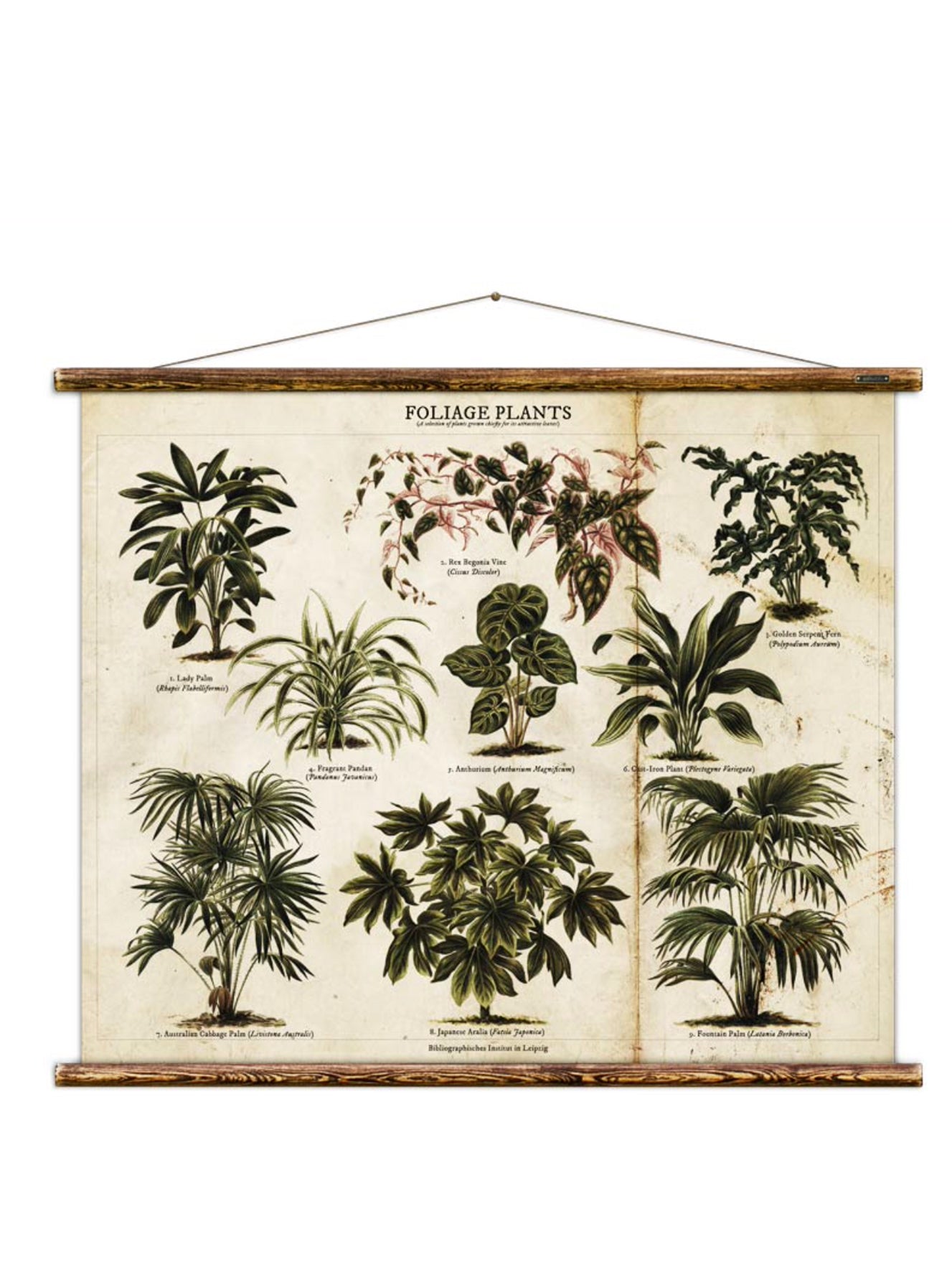 Wall Hanging Foliage Plant Chart