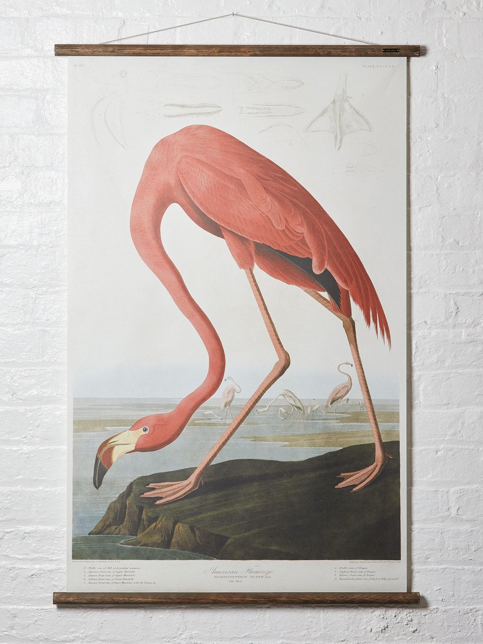 Wall Hanging American Flamingo